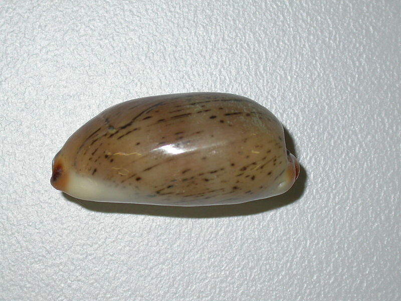 File:Cypraea isabella (9271281645).jpg