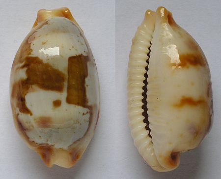 Tập_tin:Cypraea_stolida.jpg