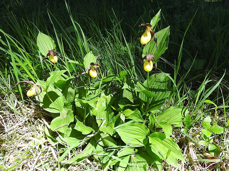 File:Cypripedium calceolus 106.jpg