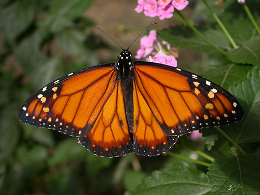 Danaus erippus, male