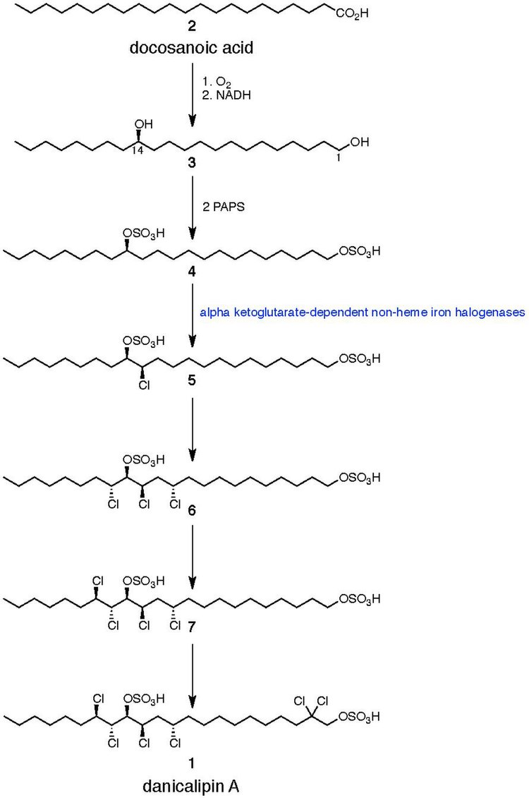 Biosynthetic scheme of danicalipin A Danicalipin A..pdf