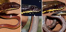 Gelap bellied rawa snake..jpg