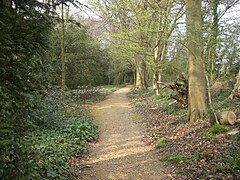 Camino usado por Darwin para meditar y caminar.