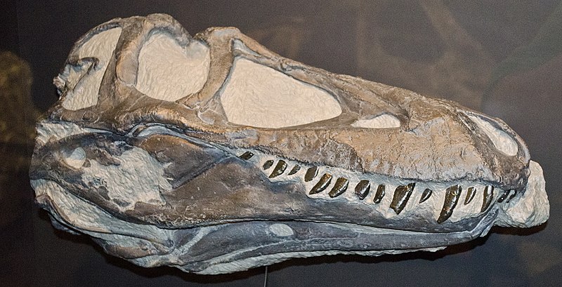 File:Daspletosaurus juvenle.jpg