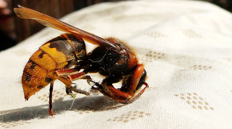 File:Dead hornet.jpg