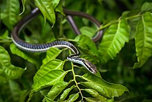 Dendrelaphis subocularis von Rushen.jpg