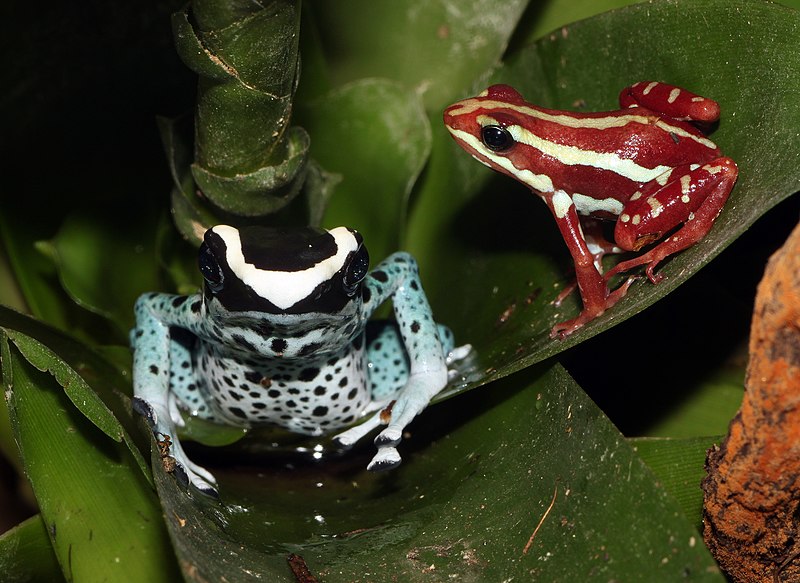 File:Dendrobates-tinctorius-Epipedobates-tricolor.jpg