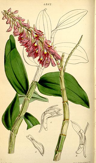 <i>Dendrobium secundum</i> Species of orchid