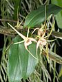 Dendrobium tetragonum flowers