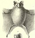 Thumbnail for Toltec fruit-eating bat