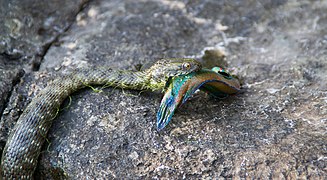 Сива водна змия (Natrix Tessellata) хванала една очилата зеленушка(Symphodus Ocellatus) в защитена местност Блатото (община Созопол). (Jip Bosch)