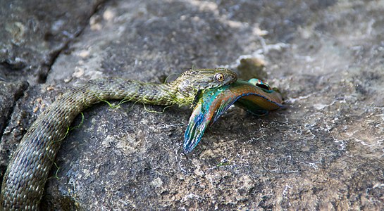 A dice snake catches an ocellated wrasse in Blatotot Protected area (Jip Bosch)