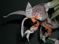 Stanhopea dodsoniana