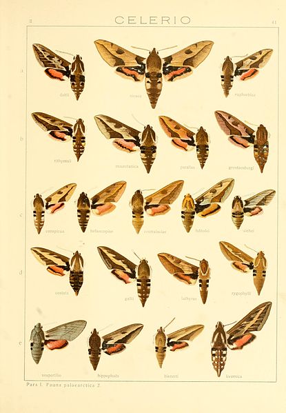 File:Die Gross-Schmetterlinge der Erde (Taf. 41) BHL9921494.jpg