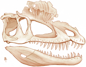 Dilophosaurus: Lịch sử nghiên cứu, Miêu tả, Phân loại