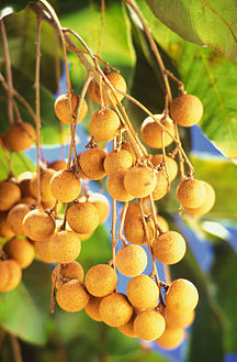Dimocarpus longan fruits.jpg