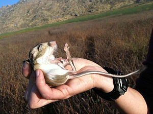 Desert Kangaroo Rat