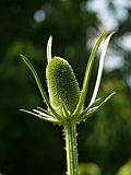 Vignette pour Dipsacus sativus