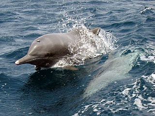 <span class="mw-page-title-main">Indian Ocean humpback dolphin</span> Species of mammal