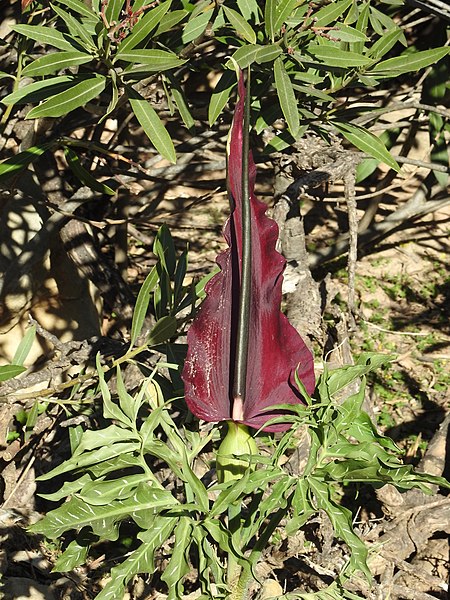 File:Dracunculus vulgaris RF.jpg