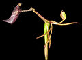 Drakaea livida