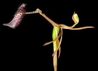 <i>Drakaea livida</i> Species of orchid endemic to Western Australia