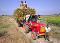 * Nomination Dried Tobacco transported in tractor from field in Nellore district_Andhra Pradesh_1 --PJeganathan 05:13, 12 June 2017 (UTC) * Decline Not very sharp, CA. Sorry --Moroder 13:26, 12 June 2017 (UTC)