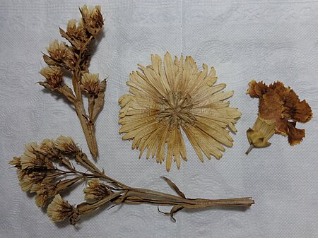 Tập tin:Dried flowers.JPG
