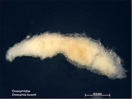 Drosophila Busckii: Soort uit het geslacht Drosophila