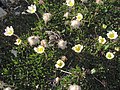 Dryas integrifolia dans la région d'Upernavik