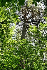 Dubechne Starovyzhivskyi Volynska-Pinus sylvestris 200 years natural monument-general view.jpg