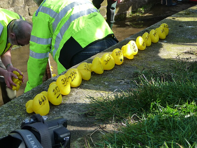 File:Duck Race Carleton 41.JPG