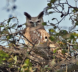 Dusky Eagle Owl (Bubo coromandus) at nest at Bharatpur I2 IMG 5324.jpg