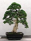 Thumbnail for Deadwood bonsai techniques