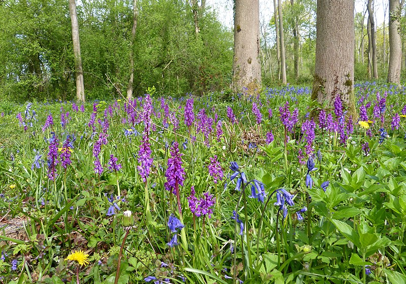 File:Early Purple Orchids. Orchis mascula - Flickr - gailhampshire.jpg