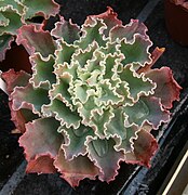 Echeveria shaviana