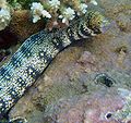 Snowflake moray (Echidna nebulosa)