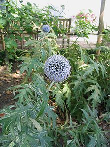 Echinops bannaticus