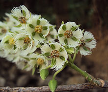 Elaeocarpus serratus 27.JPG