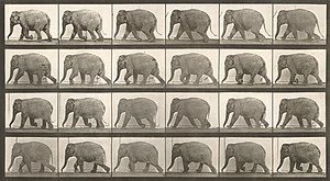 Eadweard Muybridge: Życiorys, Fotografia krajobrazowa, Studium ruchu