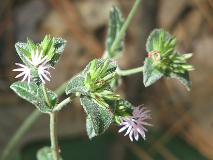 白花地胆草 Wikiwand