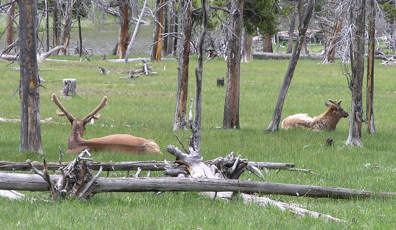 File:Elk in Yellowstone2.JPG