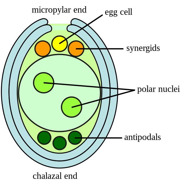 Ovule with megagametophyte: egg cell (yellow), synergids (orange), central cell with two polar nuclei (bright green), and antipodals (dark green)