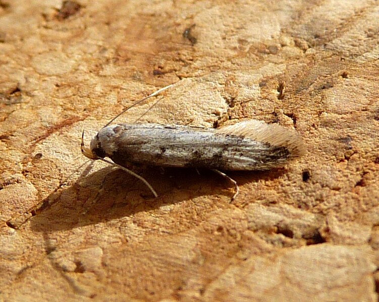 File:Endrosis sarcitrella - Flickr - gailhampshire (3).jpg