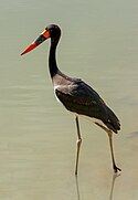 Ephippiorhynchus senegalensis - Reserve africaine de Sigean 01.jpg