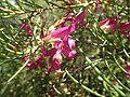 Eremophila alternifolia (ANBG2).jpg