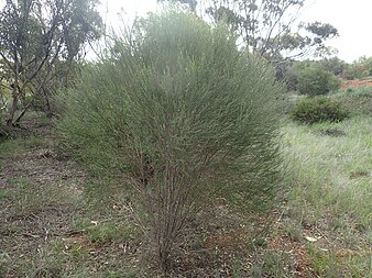 E. dichroantha growing east of Ravensthorpe Eremophila dichroantha (habit).jpg