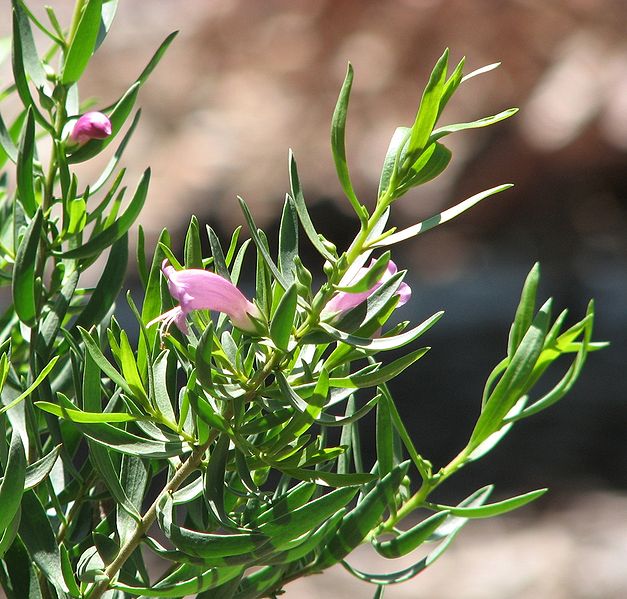 File:Eremophila divaricata.jpg