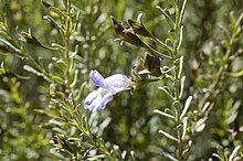 Eremophila pustulata.jpg