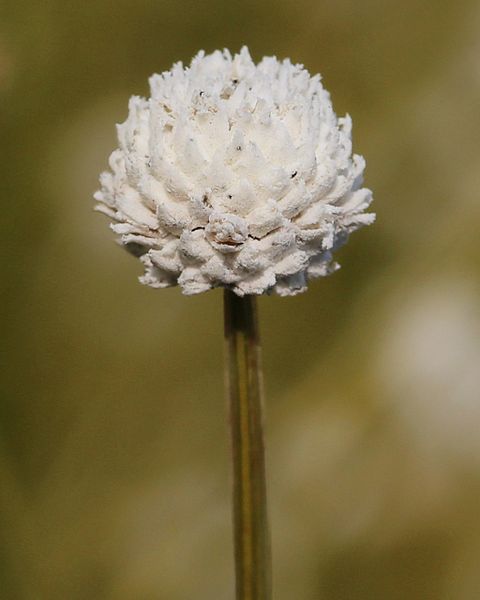 File:Eriocaulon nudicuspe.JPG